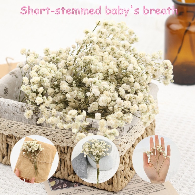 Dried Flower Bulk - 50 stuks natuurlijke gedroogde gypsophila (baby's