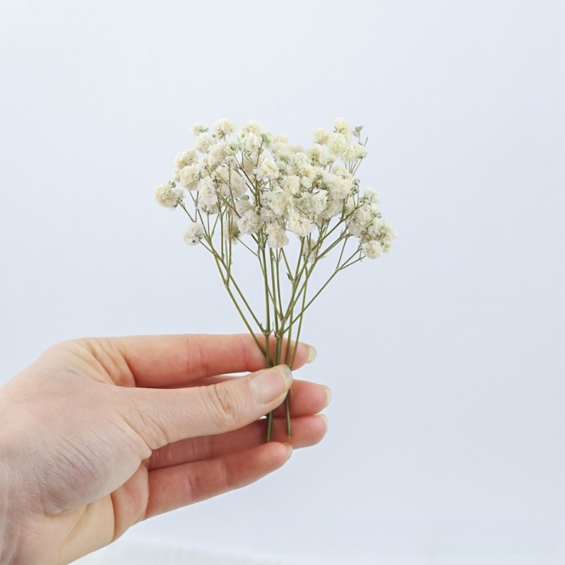 50 stuks natuurlijke gedroogde - Dried Flower Bulk recensie en prijs